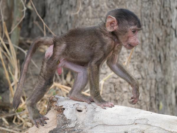 <h3><a href="/trips/tanzania/biota/animalia/chordata/mammalia/primates/cercopithecidae/papio anubis/papio anubis-nl.html">Papio&nbsp;anubis</a> / Olive&nbsp;baboon / Groene&nbsp;baviaan</h3>OM-1 Mark II met OLYMPUS M.150-400mm F4.5 TC, 1/2000 sec  bij F5.6, ISO 3200, afstand 8.96&nbsp;m